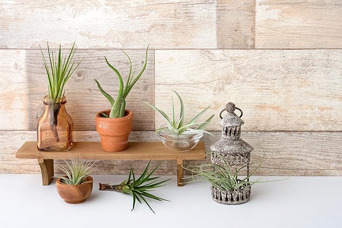 Air Plant Low Light House Plants Box (3PK) Tillandsia Air Plants Live Houseplants Live Indoor Plants Live Succulents Plants Live Terrarium Plants Live, Air Plant Holder Airplant Kit by Plants for Pets