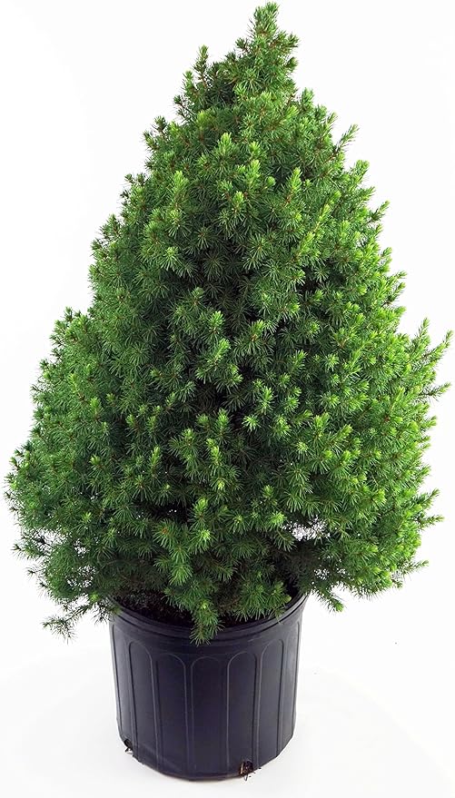 Picea glauca 'Conica' (Dwarf Alberta Spruce) Evergreen, #2 - Size Container