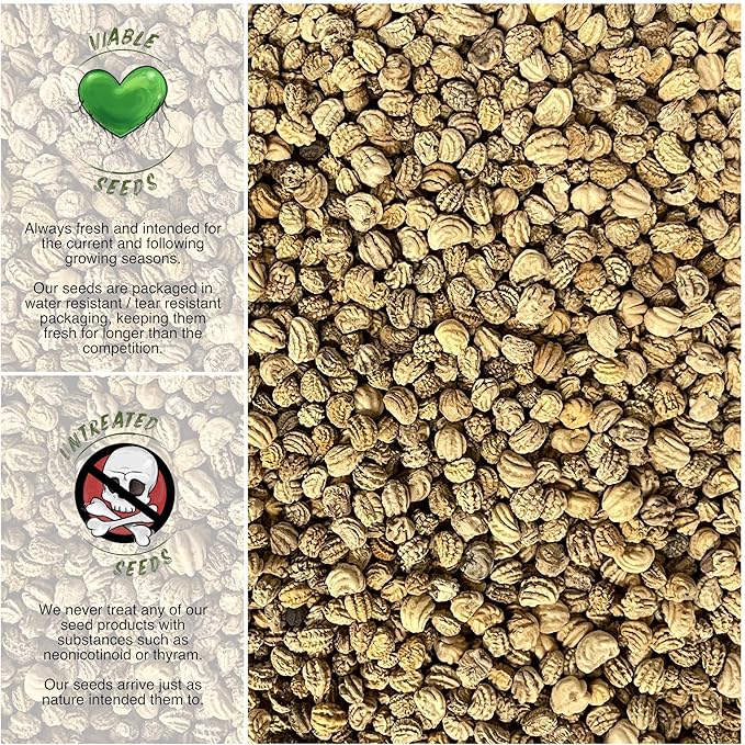 Seed Needs, 350+ Nasturtium Seeds “Black Velvet” (Tropaeolum Minus) Non-GMO, Easy to Grow Flower Seeds, Attracts Pollinators - Bulk