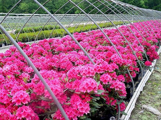 Rhododendron cat. 'Nova Zembla' (Rhododendron) Evergreen, red flowers, #2 - Size Container