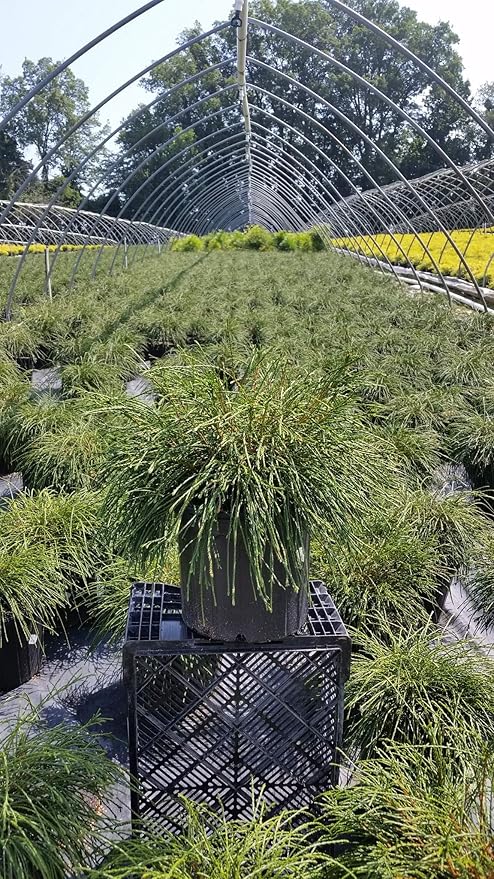 Thuja plicata 'Whipcord' (Western Arborvitae) Evergreen, #3 - Size Container