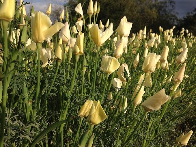 Plant Good Seed White Linen California Poppy Seeds - Pack of 200, Heirloom Seeds for Planting Flowers - Gardening Supplies, Herb Garden, Wildflower, Flower Seeds to Plant Outside - from USA