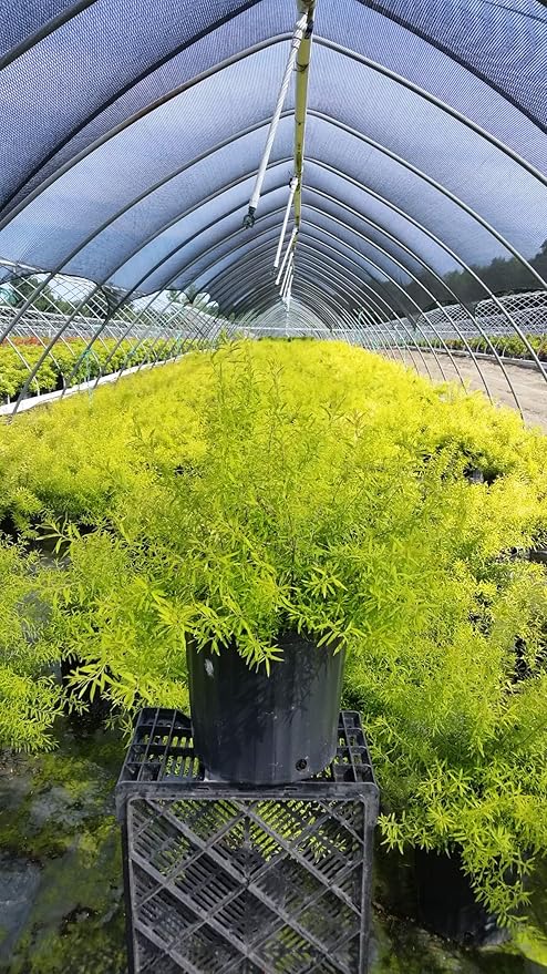 Spiraea thun. 'Ogon' (Mellow Yellow) (Spirea) Shrub, #3 - Size Container