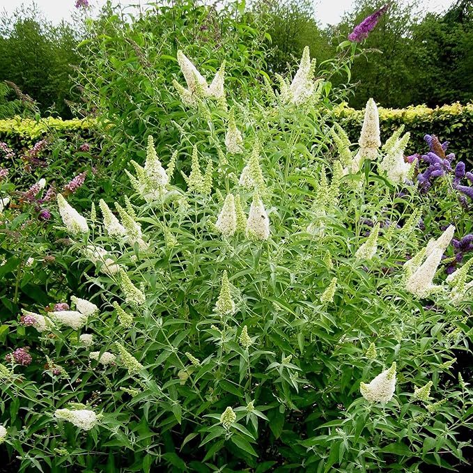 White Butterfly Bush Seeds Buddleia Davidii Perennial Deciduous Shrub Attracts Butterflies Low Maintenance Fast Growing Patio Bed Outdoor 50Pcs Flower Seeds by YEGAOL Garden
