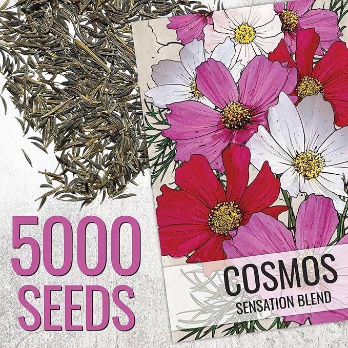 Seed Needs, 5,000+ Cosmos Seeds Sensation Blend Cosmos Seeds for Planting - Multicolored Heirloom & Open Pollinated Wildflowers to Grow a Butterfly Garden - Makes a Great Cut Flower - Bulk