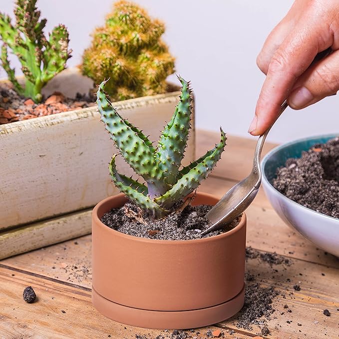 D'vine Dev Set of 4 Terracotta Shallow Planter Pots for Succulent, 3 Inch 4 Inch 5 Inch 6 Inch, Small Flower Plant Pots with Drainage and Saucer, 40-Z-0