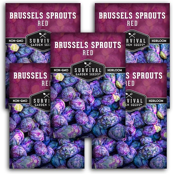 Red Brussels Sprouts Seed for Planting - 5 Packets with Instructions to Plant and Grow Unique Brassica Plants in Your Home Vegetable Garden - Non-GMO Heirloom Variety - Survival Garden Seeds