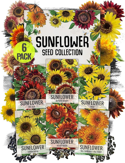 Seed Needs Sunflower Seeds for Planting an Outdoor Flower Garden - Heirloom & Open Pollinated Variety Pack Collection - Plant a Butterfly Garden to Attract Pollinators (6 Packs)