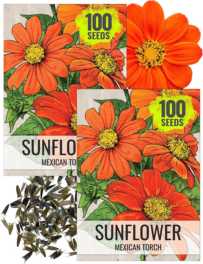 Seed Needs, Mexican Sunflower Seeds - 100 Heirloom Seeds for Planting Tithonia rotundifolia - Annual Wildflower That Attracts Pollinators/Butterflies (2 Packs)