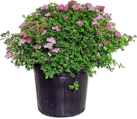 Spiraea jap. 'Little Princess' (Spirea) Shrub, #3 - Size Container
