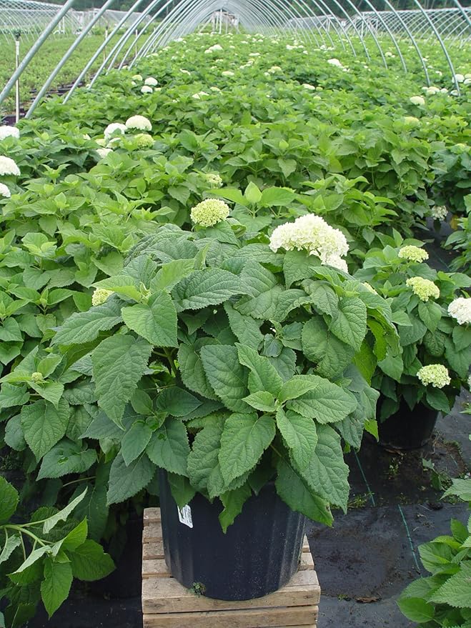 Hydrangea arb. 'Annabelle' (Smooth Hydrangea) Shrub, white mophead flowers, #3 - Size Container