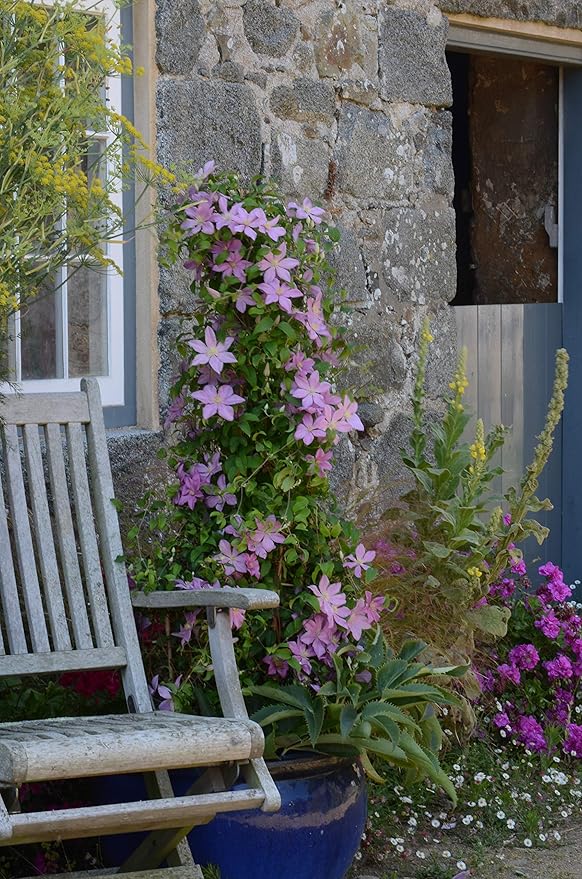 Raymond Evison Clematis - Clematis Sally (Clematis) Perennial, pink flowers, 8`` - Size Container