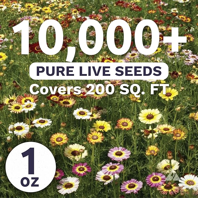 Painted Daisy - Large 1 Ounce Packet - 10,000 Flower Seeds for Planting - Tanacetum coccineum