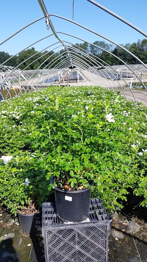 Rosa rugosa 'Alba' (White Rugosa Rosa) Rose, white flowers, #3 - Size Container