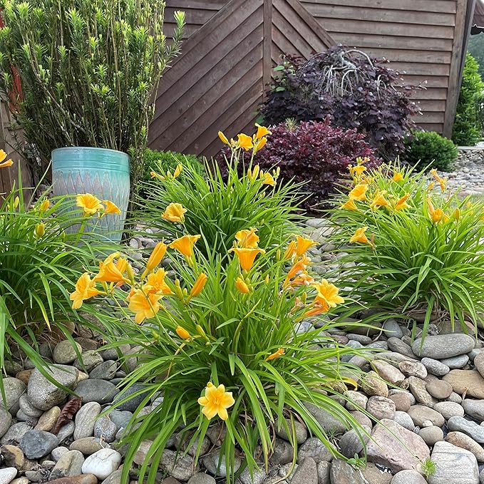 1 Gallon Southern Living Plant Collection Evergreen Stella Daylily