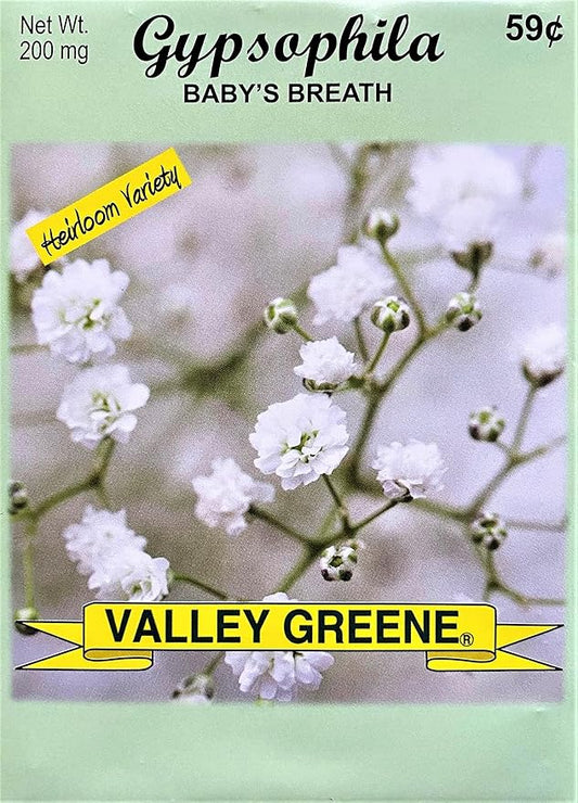 Set of Flower Seed Packets! Flower Seeds in Bulk - Great for Creating The Garden of Your Dreams! (25, Gypsophila - Baby's Breath)
