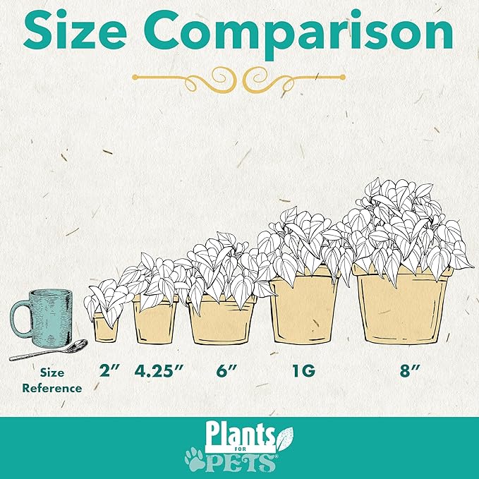 Live Snake Plant, Sansevieria Zeylanica, Indoor House Plant in Pot, Mother in Law Tongue Sansevieria Plant Live, Potted Succulent Plant, Fully Rooted Houseplant in Potting Soil by Plants for Pets