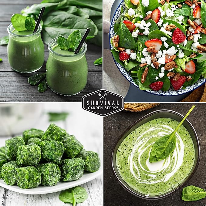 Survival Garden Seeds - Viroflay Spinach Seed for Planting - Packet with Instructions to Plant and Grow Nutritious Leafy Greens in Your Home Vegetable Garden - Non-GMO Heirloom Variety - 5 Pack