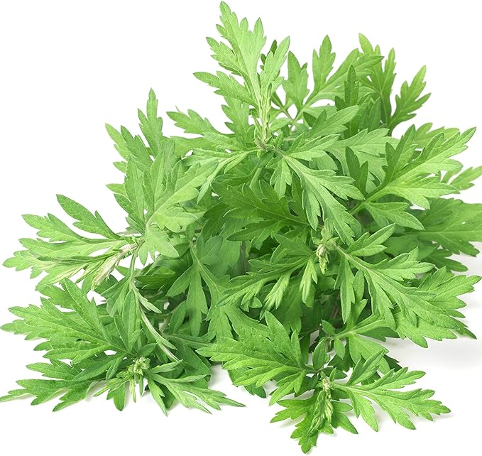 Outsidepride 5000 Seeds Perennial Mugwort Herb Garden Seeds for Planting