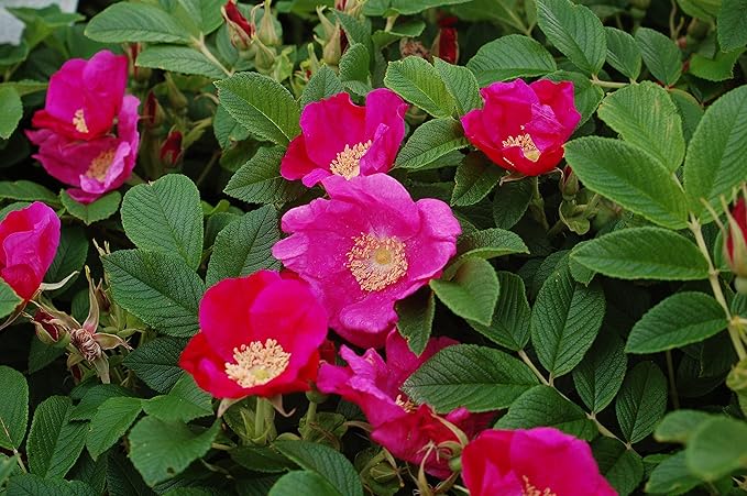 Rosa rugosa (Rugosa Rose) Rose, pink flowers, #2 - Size Container