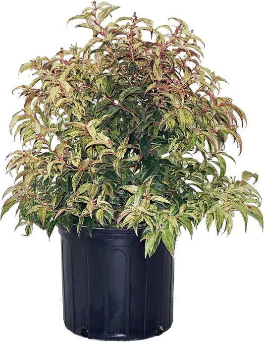 Leucothoe fontanesiana 'Rainbow' (Rainbow Leucothoe) Evergreen, #3 - Size Container