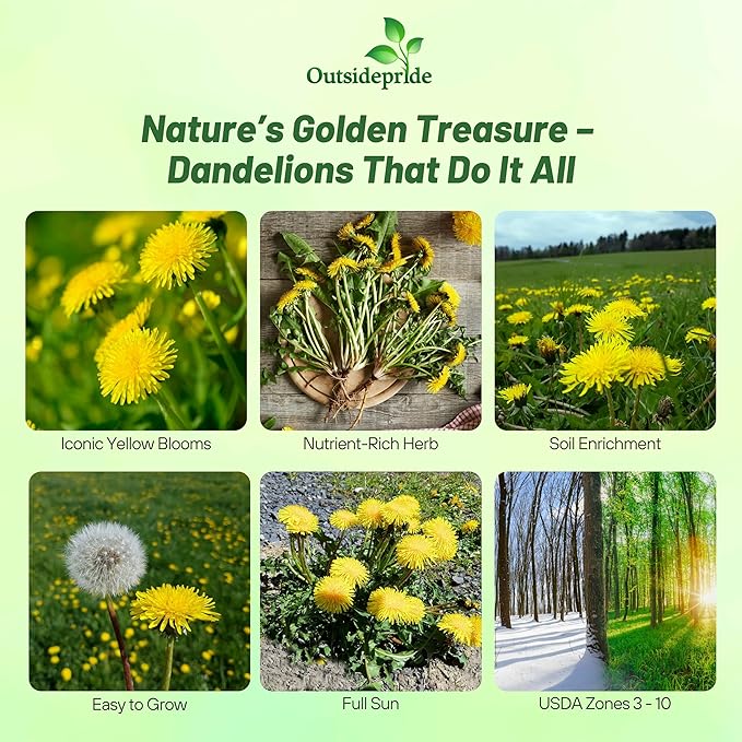 Outsidepride 10000 Seeds Perennial Taraxacum Officinale Dandelion Herb Garden Seeds for Planting
