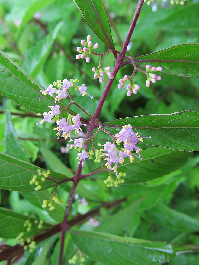 Callicarpa dich. 'Early Amethyst' (Beautyberry) Shrub, pink flowers, #3 - Size Container