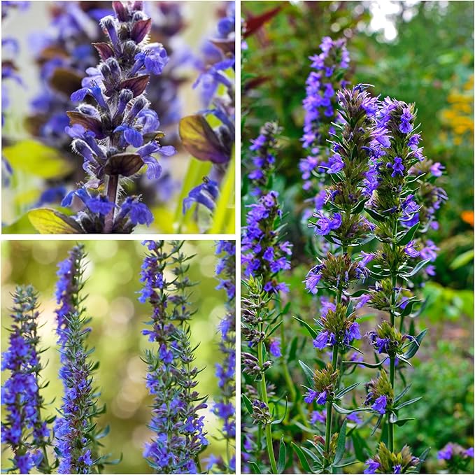 Seed Needs, Blue Hyssop Seeds - 500 Heirloom Seeds for Planting Hyssopus officinalis - Medicinal Herb for an Indoor/Outdoor Garden, Non-GMO & Untreated (1 Pack)