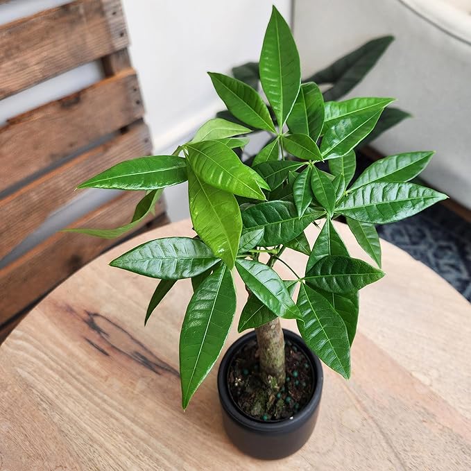 Live Money Tree Plant, Pachira Aquatica Money Tree, Feng Shui Money Tree Pachira Aquatica Plant, Pachira Plant Bonsai Tree in Planter Pot With Soil, Plants for Pets, 2.5-inch pot