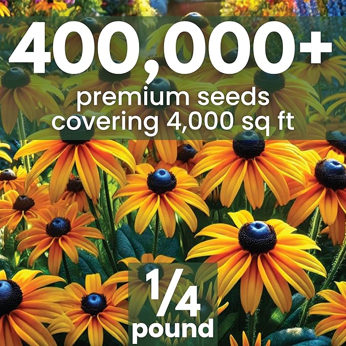 Black Eyed Susan - Bulk 1/4 Pound Pouch - 400,000 Flower Seeds for Planting - Rudbeckia hirta