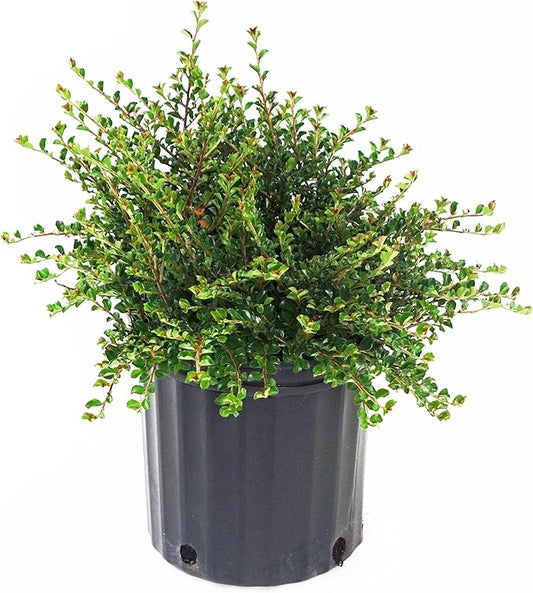 Cotoneaster adpressus 'Little Gem' (Little Gem Cotoneaster) Shrub, #2 - Size Container