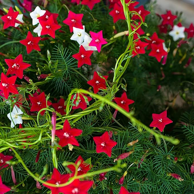 Outsidepride 100 Seeds Annual Cypress Vine Flower Seed Mix for Planting