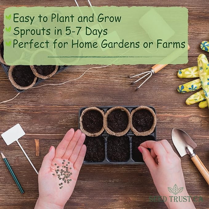 Malabar Spinach Seeds – 100+ Non-GMO, High-Yielding Malabar Variety Heirloom Seeds – High Germination Rate, Easy to Grow, Nutritious Tropical Leafy Green – USA (Malabar)