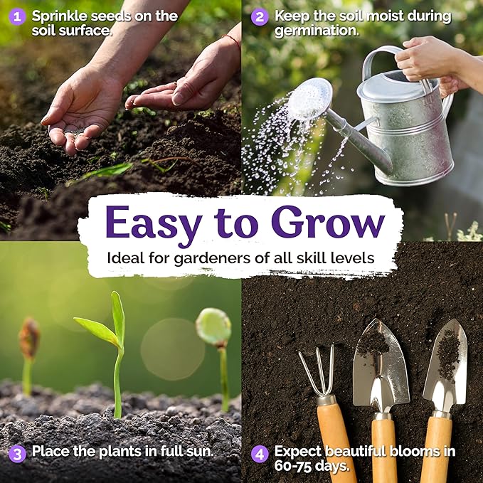 KVITER 6,000 Ice Plant seeds (Dorotheanthus Bellidiformis) – Livingstone Daisy Flower Seeds, Annual Heirloom seeds – Perfect Flowering Ground Cover seeds for Planting In Garden, Rock Beds & Containers