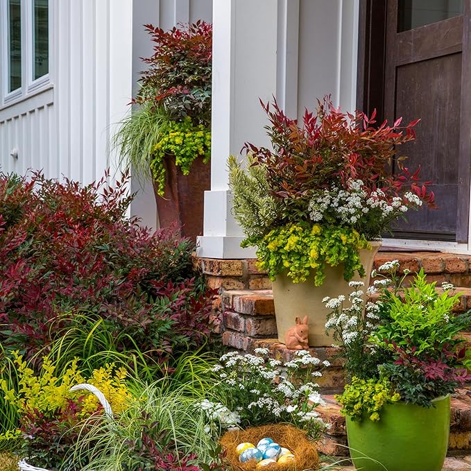 Southern Living Obsession Nandina 2 Gal, Bright Red Foliage