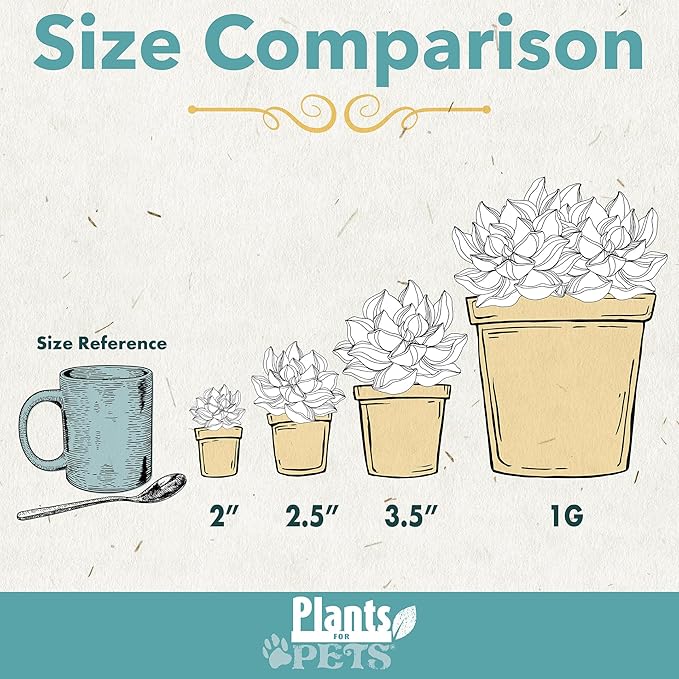 String of Bananas Succulent, Hanging Plants Live Succulents Plants Live Houseplants, Hanging Planter Basket, Mini Succulents Live Plants Indoor Plants in Plant Basket by Plants for Pets