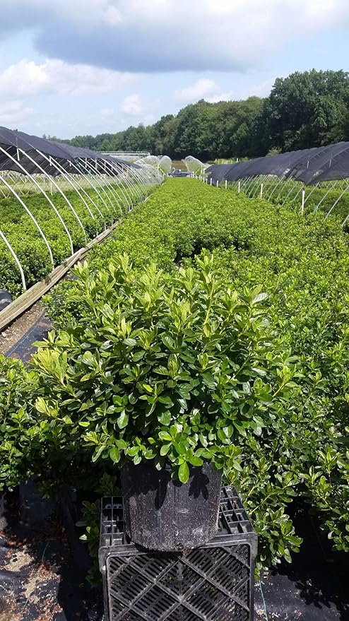 Azalea 'Delaware Valley White' (Azalea) Shrub, white flowers, #3 - Size Container