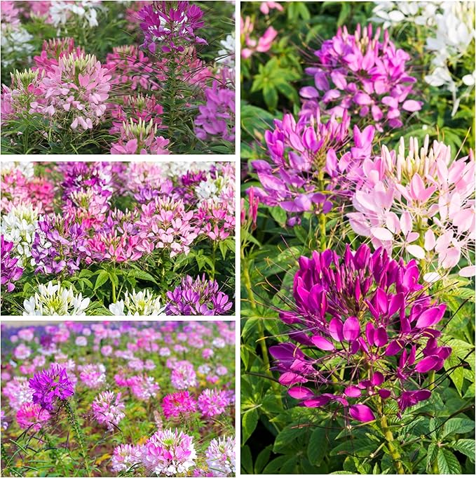 Seed Needs, Cleome Seeds - 1,500 Heirloom Seeds for Planting Cleome hassleriana - Spider Blend Attracts Butterflies, Bumblebees & Other Pollinators (1 Pack)