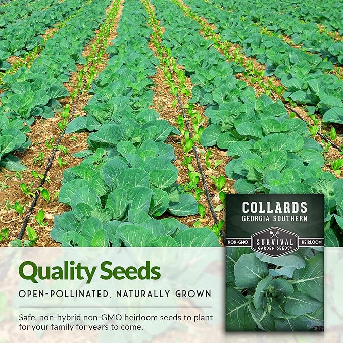 Survival Garden Seeds - Georgia Southern Collards Seed for Planting - Pack with Instructions to Plant and Grow Healthy Collard Greens in Your Home Vegetable Garden - Non-GMO Heirloom Variety - 3 Packs