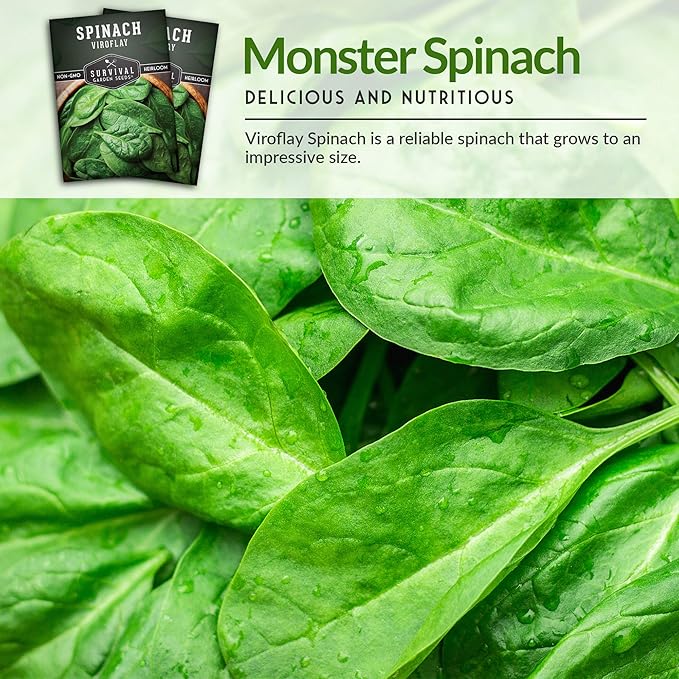 Survival Garden Seeds - Viroflay Spinach Seed for Planting - Packet with Instructions to Plant and Grow Nutritious Leafy Greens in Your Home Vegetable Garden - Non-GMO Heirloom Variety - 5 Pack