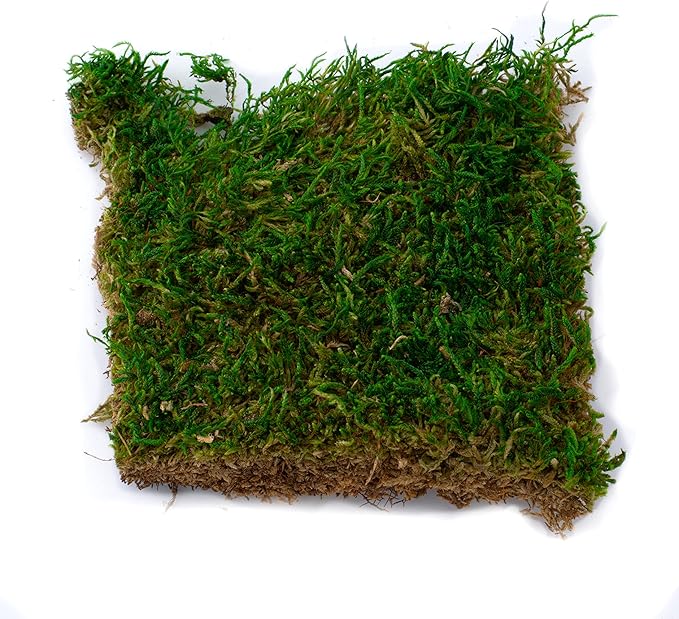 Succulent Planter Kit - Terrarium Kit with Succulent Soil, Gravel, Pebble, Moss,