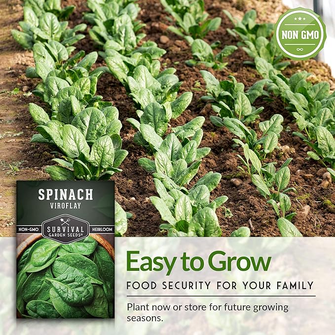 Survival Garden Seeds - Viroflay Spinach Seed for Planting - Packet with Instructions to Plant and Grow Nutritious Leafy Greens in Your Home Vegetable Garden - Non-GMO Heirloom Variety - 5 Pack