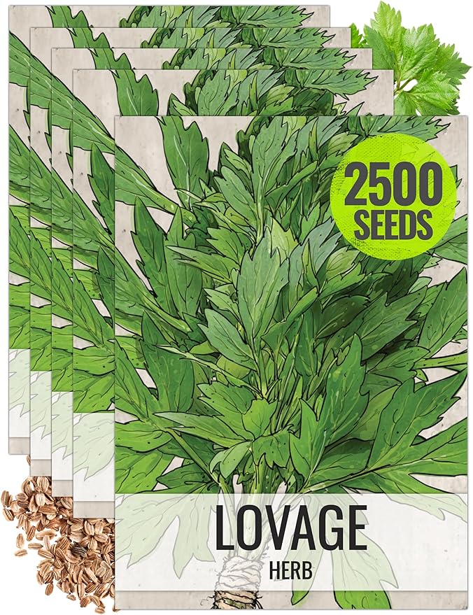 Seed Needs Lovage Seeds for Planting - Non-GMO, Heirloom & Untreated - Organically Grow Your own Medicinal/Culinary Herb Garden Indoors or Outdoors (5 Packs)