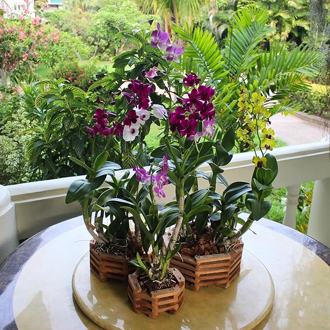 3 Wooden Octagon Shaped Orchid Baskets with Hangers. Rustic Handmade Vanda Baskets, Hanging Boxes