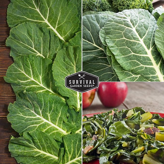 Survival Garden Seeds - Georgia Southern Collards Seed for Planting - Pack with Instructions to Plant and Grow Healthy Collard Greens in Your Home Vegetable Garden - Non-GMO Heirloom Variety - 1 Pack