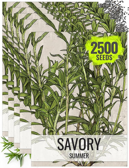 Seed Needs Summer Savory Seeds for Planting - Non-GMO, Heirloom & Untreated Annual Herbs - Organically Grow a Culinary Kitchen Garden Indoors or Outdoors (5 Packs (2,500 Seeds))