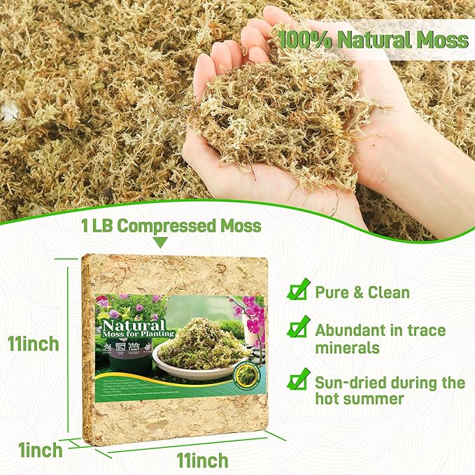 1LB Sphagnum Moss for Plants Indoor, Premium Peat Moss for Reptiles Terrarium-20 Quarter, Natural Long Fiber Orchid Moss for Repotting Propagation Succulent Sarracenia Carnivorous Gardening