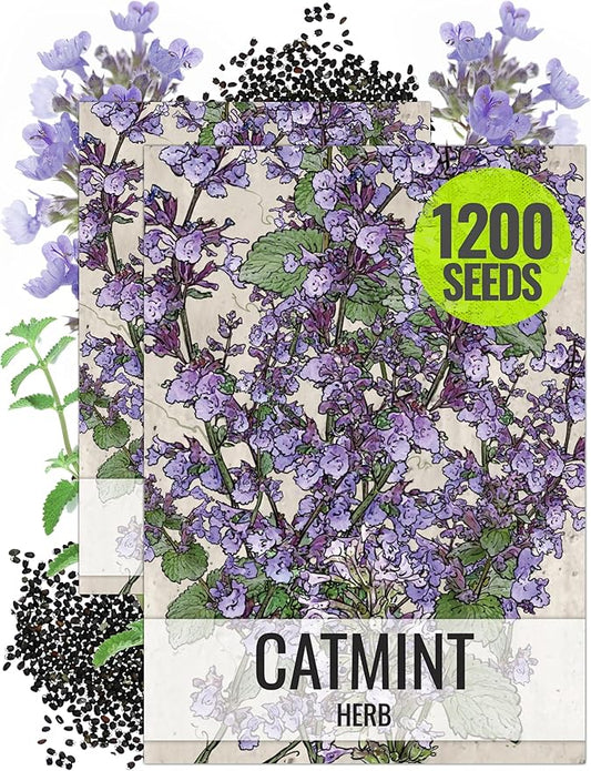 Seed Needs, Catmint Seeds for Cats - 600 Heirloom Seeds for Planting Nepeta mussinii - Perennial Flowering Medicinal Herb Non-GMO & Untreated (2 Packs)