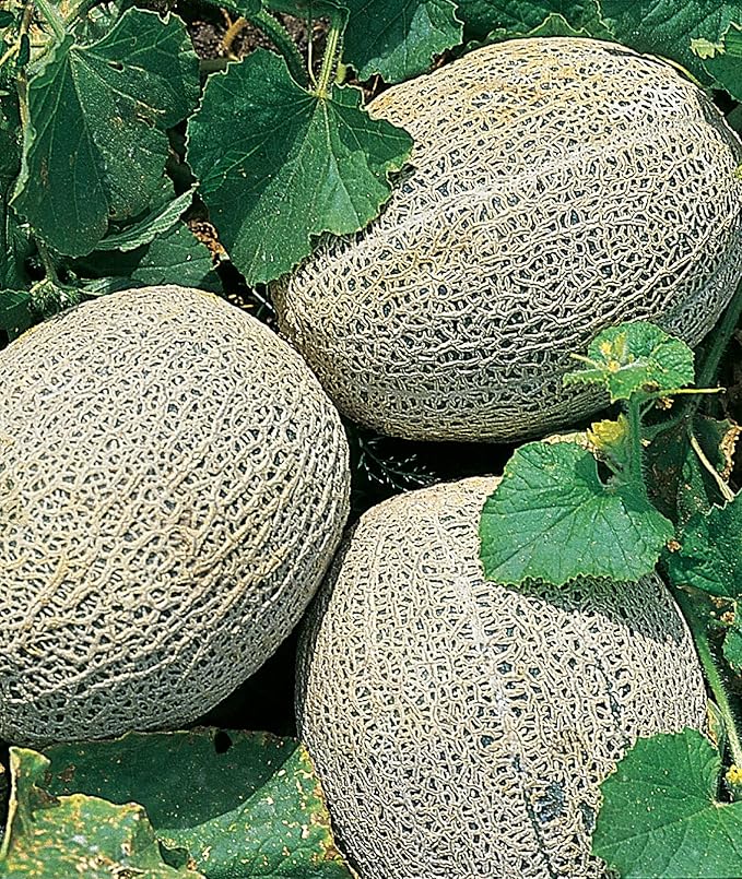 Burpee Hale's Best Jumbo Cantaloupe Melon Seeds 200 seeds