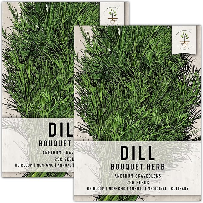 Seed Needs, Bouquet Dill Seeds - 250 Heirloom Seeds for Planting Anethum graveolens - Culinary Herb to Grow Indoors or Outdoors, Non-GMO & Untreated (2 Packs)
